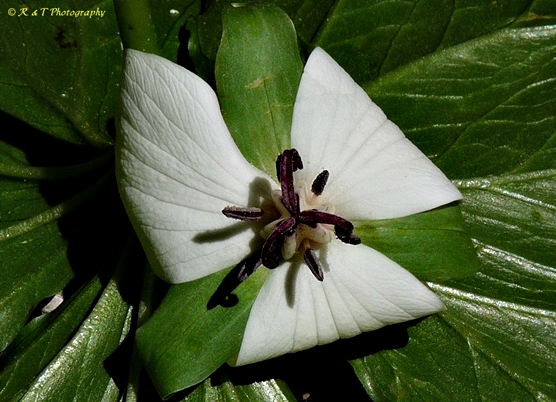{Trillium rugelii}